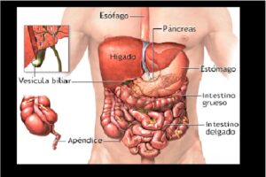 Laparotomía o apertura de la cavidad abdominal